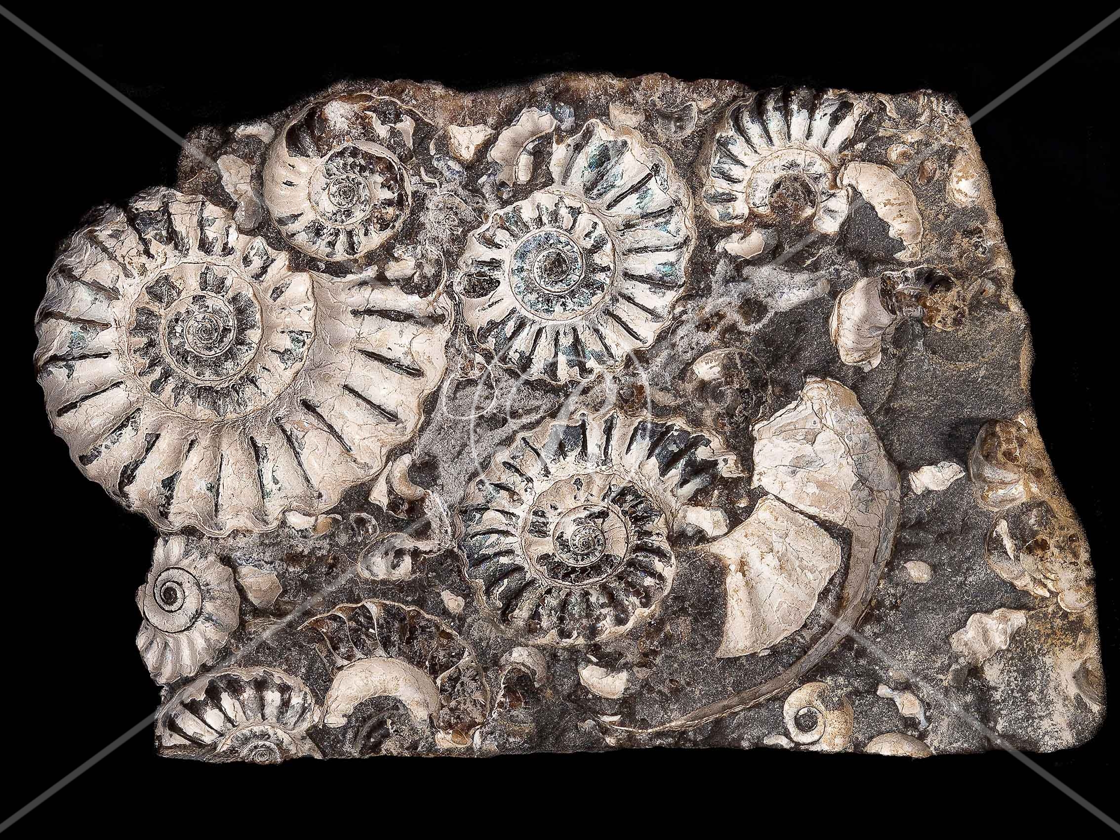 Watermark_215_N133 .jpg